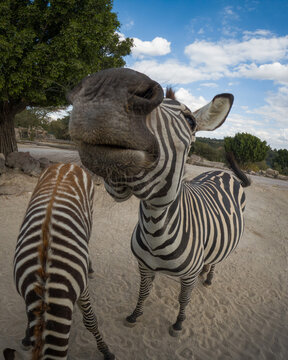funny zebra in the zoo