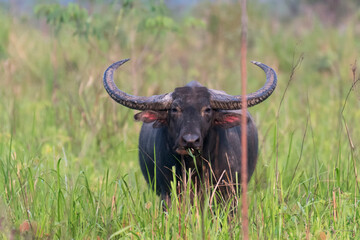 A male wild water buffalo (Bubalus arnee) standing in the grassland inside Manas National Park, Assam, India.