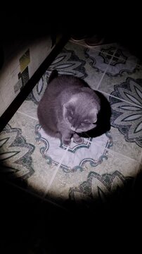 Scottish Fold cat with gray plush fur sits on a patterned tile floor. A single spotlight illuminates the cat from above in a dark room, creating a strong shadow.