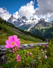 Wild Roses Bloom in the Shadow of Majestic Mountains.