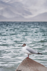 Fototapeta premium A black-headed gull perches on a rock on the shore of Lake Karakul against a backdrop of snow-capped mountain ranges and peaks with glaciers in cloudy weather in the Pamirs in Tajikistan