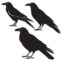 Obraz premium Editable Crow Silhouette Vector File