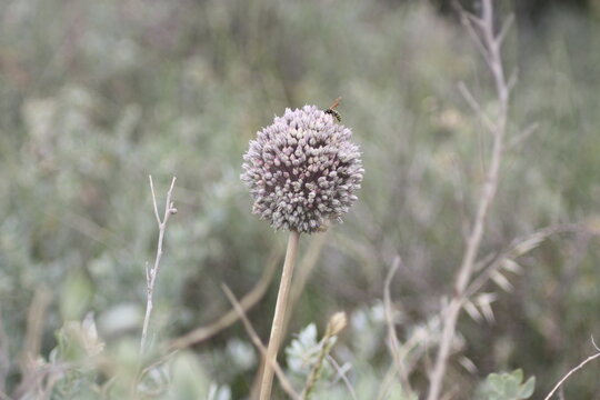 Wild Allium at The R&eacute;serve Naturelle Nationale de Camargue in Bouches-du-Rh&ocirc;ne, France