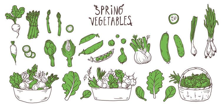 Spring vegetables and baskets of vegetables doodle vector set. Simple hand drawn sketch food illustrations with fresh seasonal organic ingredients for menu, packaging and healthy food design.