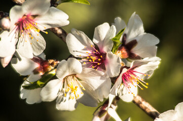 Feh&eacute;r vir&aacute;gok a tavasz hirn&ouml;kei