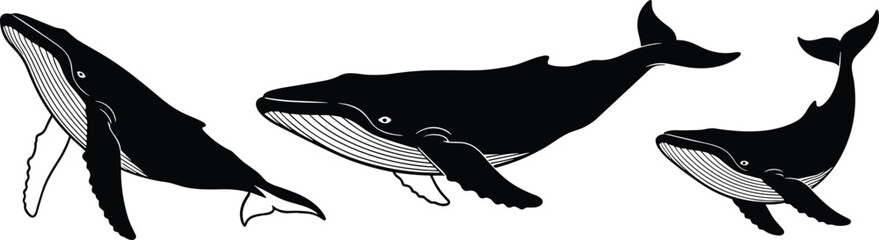 Humpback whale silhouette collection featuring large marine mammals swimming in various poses for ocean wildlife nature conservation nautical design and sea animal vector set © Creative Minds