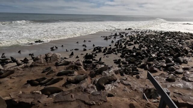 A Cape fur seal enjoys the sun rays at the Cape Cross seal colony in Namibia