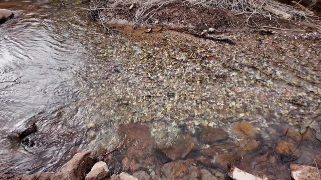 Tilt up from creek to brush where beavers live in central Utah.