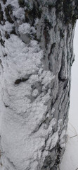  Close-up of tree bark covered with fresh white snow and ice