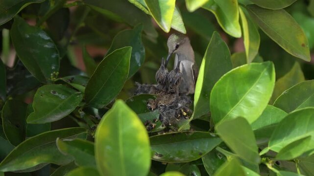 Close up of a hummingbird feeding her chicks