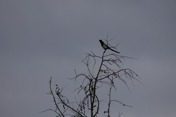 Eurasian Magpie Perched on Top of a Bare Tree Against Overcast Winter Sky