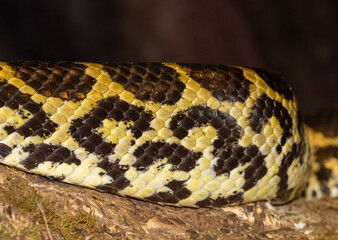 Obraz premium Close-up of the abdomen of a Yellow Anaconda (Eunectes notaeus)