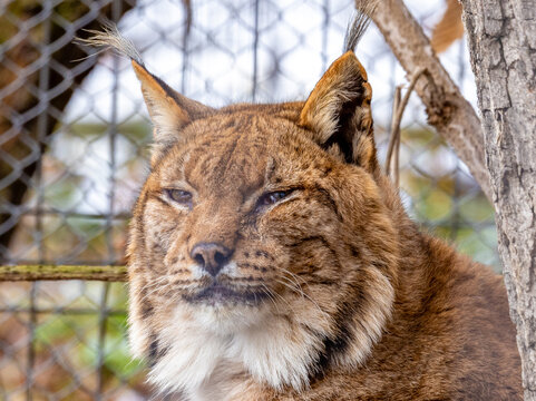 A close-up of the portrait of a Carpathian lynx (Lynx lynx carpathicus)