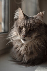 A fluffy gray Maine Coon cat rests by a window. The cat has long fur, pointed ears, and a calm expression, enjoying the sunlight streaming in.