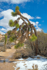 Bedraggled Joshua Tree After a Desert Snow