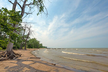 Waves and Trees on the Shores of Lake Erie