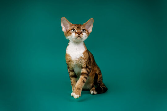 A stunning brown tabby Devon Rex kitten with curly fur and large ears sits gracefully on a solid teal background, looking up with curiosity.