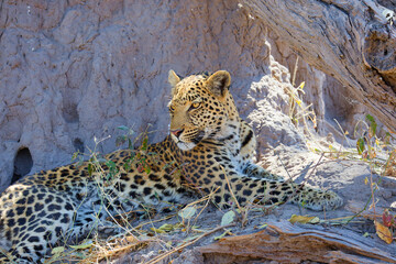 leopard on the rock © Sam