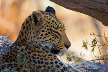 leopard resting on tree © Sam
