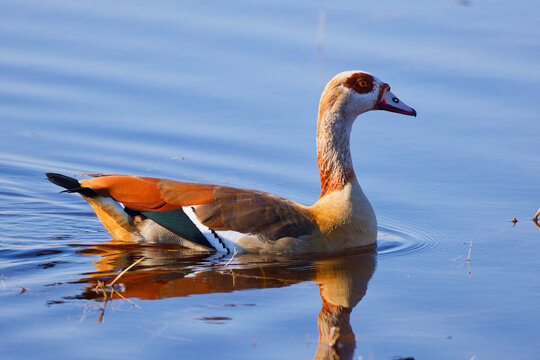Egyptian goose on the water