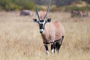 The gemsbok, or South African oryx, is a large antelope in the genus Oryx. It is endemic to the dry and barren regions of Botswana, Namibia, South Africa and Zimbabwe, mainly inhabiting the Kalahari.. © Sam