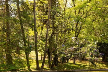 Fototapeta premium Floresta densa com árvores de longos galhos. 