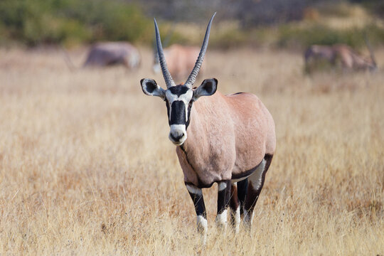 The gemsbok, or South African oryx, is a large antelope in the genus Oryx. It is endemic to the dry and barren regions of Botswana, Namibia, South Africa and Zimbabwe, mainly inhabiting the Kalahari..