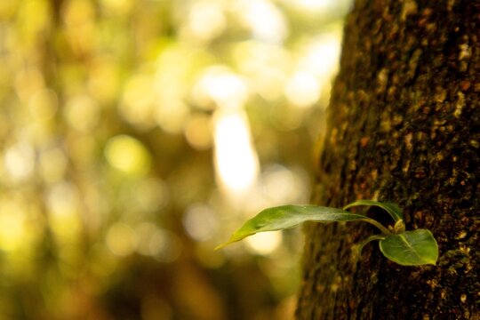 Pequena planta crescendo em tronco de &aacute;rvore. 