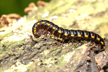 Yellow-spotted millipede is also known as yellow-dotted, almond-scented, cyanide millipede, Orthomorpha coarctata, superficially similar to Harpaphe haydeniana.