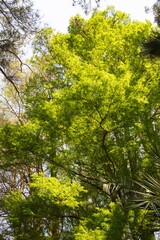 Fototapeta premium Árvores e vegetação nativa da Mata Atlântica Brasileira. 