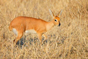 The steenbok is a common small antelope of southern and eastern Africa. It is sometimes known as the steinbuck or steinbok.