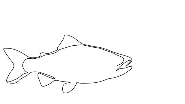 Salmon line fish continuous vector art icon tuna drawing trout seafood. Line fish salmon hand one simple outline illustration water type food hook linear sea fin pond day sketch silhouette logo ocean.