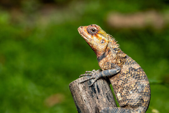 The oriental garden lizard, common garden lizard, bloodsucker, or changeable lizard is a garden lizard found widely distributed in Sri Lanka.