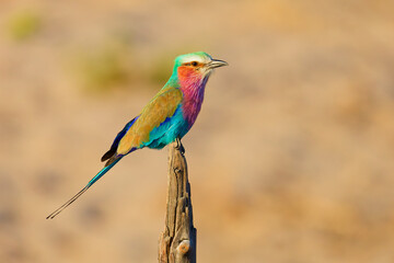 Obraz premium Lilac breasted roller in Botswana, Africa.
