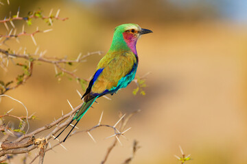 Lilac breasted roller in Botswana, Africa.