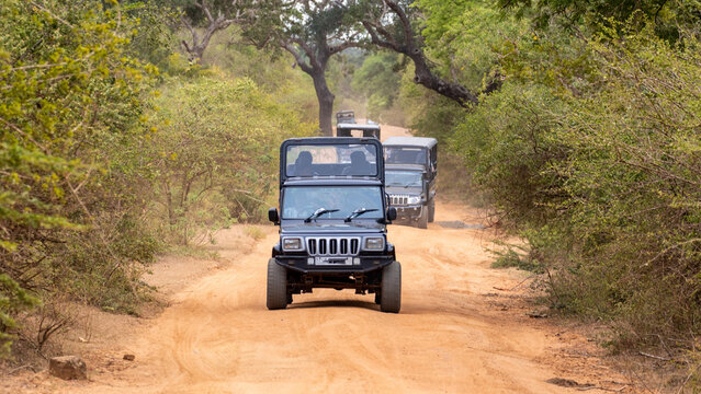 Four wheel off road jeeps riding on the sandy terrain at Yala National park, Sri Lanka
