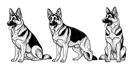 Fototapeta premium Trio of german shepherds in various poses - black and white illustration