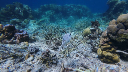 Coral reef and Puffer fish in tropical sea © Kokhanchikov