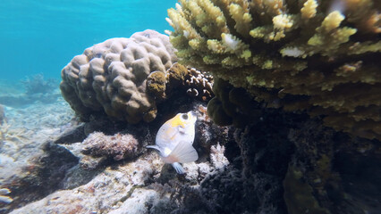 Coral reef and Puffer fish in tropical sea © Kokhanchikov