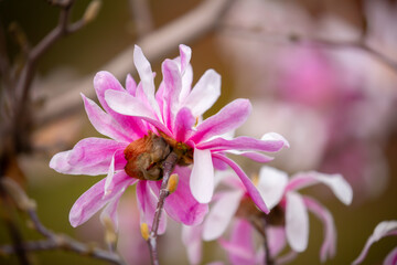 Blooming magnolia in spring. Beautiful buds of pink flowers close-up with blurred space for text.