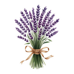 Fototapeta premium A bundled bouquet of lavender stems tied with a ribbon