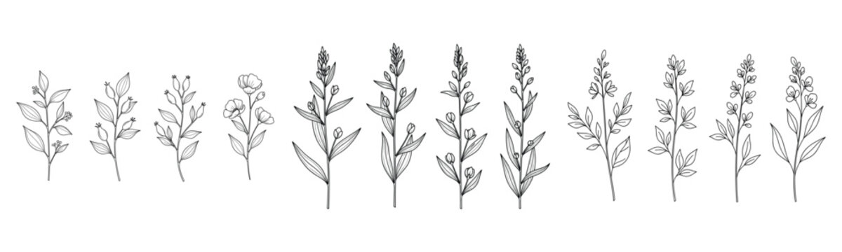 Botanical line art of various wildflowers and herbs in vertical arrangement