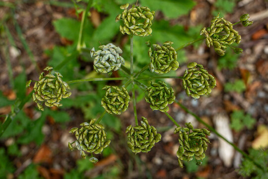 Laserpitium gallicum in flower - Apiaceae