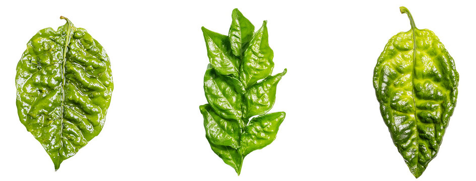 Set of fresh Gurmar Gymnema leaves isolated on transparent background, PNG