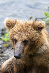 Fototapeta premium Young juvenile alaskan brown bear [ursus arctos] cub in Katmai National Park Alaska United States