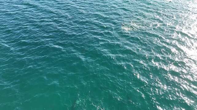 Mobula Rays Leaping Out of Water &ndash; Cinematic Drone Shot, Mexico Marine Life