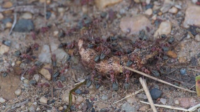 Group of ants carrying a dead worm over gravel