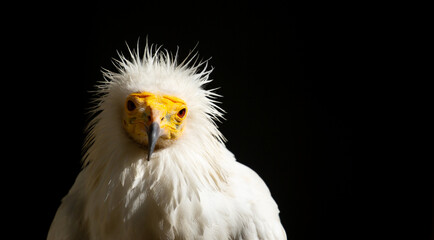 A close-up of a vulture against a black background. A large predator perched on a branch in the wild. African birds.