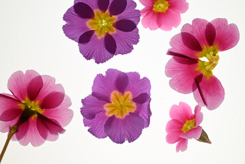 Obraz premium flowers on white background