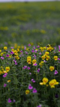 Monsoon transforms the Western Ghats plateau into lush green expanse as wind-swept grass and wild flowers sway in slow motion, with cinematic focus shift from horizon to intimate bloom details.